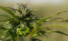 Marijuana Hemp North Carolina Joshua D Glawson